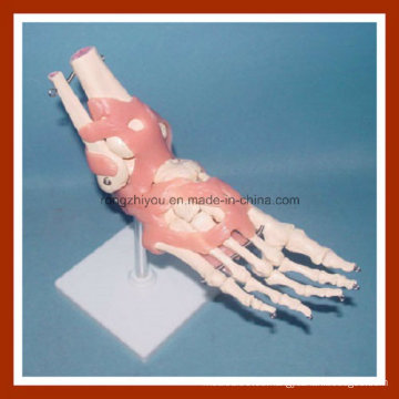 Modelo de Escritorio Modelo Life-Size Modelo de Esqueleto Conjunto de Pies Humanos con Ligamentos